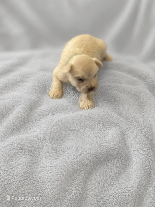 Bentley-AKC – Miniature Schnauzer puppy for sale in Milwaukee, WI