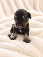 Lexus-AKC, a female Miniature Schnauzer for sale in Milwaukee, WI – 3 of 4