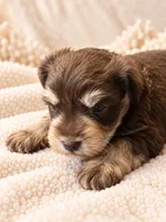 Aston-AKC, a male Miniature Schnauzer for sale in Milwaukee, WI – 4 of 7
