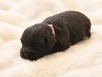 Mocha, a female Miniature Schnauzer for sale in Milwaukee, WI – 3 of 3