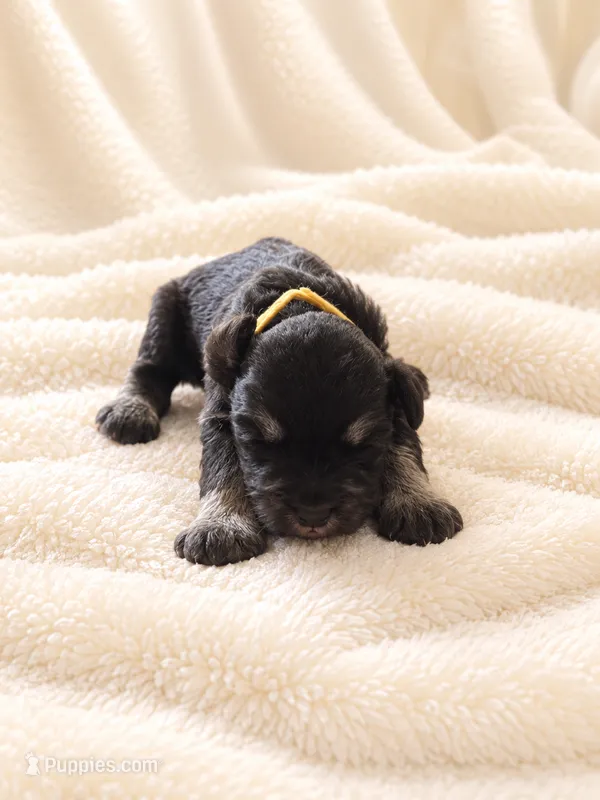 Lexus-AKC – Miniature Schnauzer puppy for sale in Milwaukee, WI