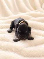 Lexus-AKC, a female Miniature Schnauzer for sale in Milwaukee, WI – 1 of 4