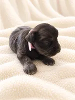 Mercedes-AKC, a female Miniature Schnauzer for sale in Milwaukee, WI – 2 of 3