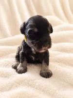 Lexus-AKC, a female Miniature Schnauzer for sale in Milwaukee, WI – 2 of 4