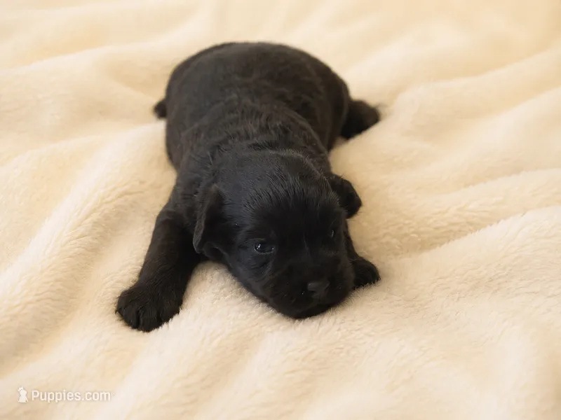 Mocha – Miniature Schnauzer puppy for sale in Milwaukee, WI