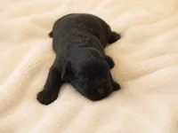 Mocha, a female Miniature Schnauzer for sale in Milwaukee, WI – 1 of 3