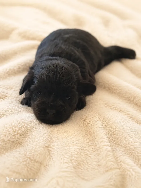 Truffle  – Miniature Schnauzer puppy for sale in Milwaukee, WI
