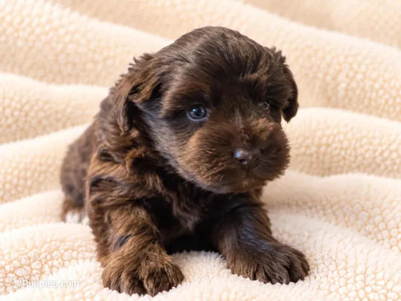 Mocha-AKC – Miniature Schnauzer puppy on hold in Milwaukee, WI