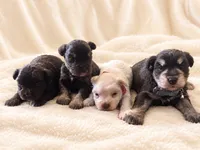 Lexus-AKC, a female Miniature Schnauzer for sale in Milwaukee, WI – 4 of 4