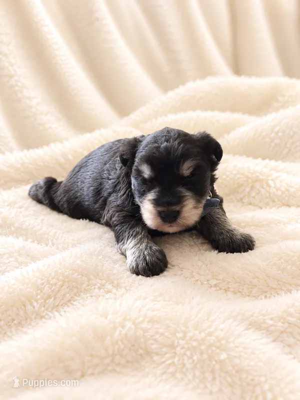 Aston-AKC – Miniature Schnauzer puppy for sale in Milwaukee, WI