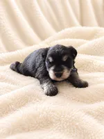 Aston-AKC, a male Miniature Schnauzer for sale in Milwaukee, WI – 1 of 3