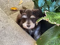 Aston-AKC, a male Miniature Schnauzer for sale in Milwaukee, WI – 2 of 7