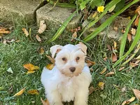 Bentley-AKC, a male Miniature Schnauzer for sale in Milwaukee, WI – 3 of 8