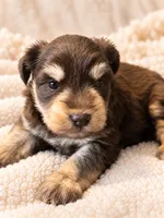 Aston-AKC, a male Miniature Schnauzer for sale in Milwaukee, WI – 3 of 7
