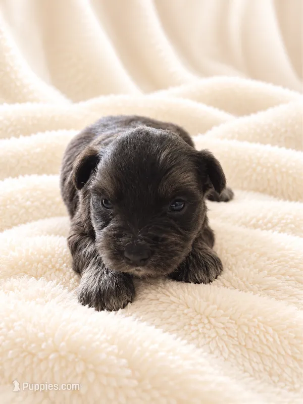 Mercedes-AKC – Miniature Schnauzer puppy for sale in Milwaukee, WI