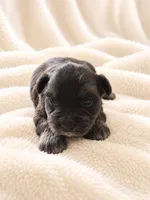 Mercedes-AKC, a female Miniature Schnauzer for sale in Milwaukee, WI – 1 of 3