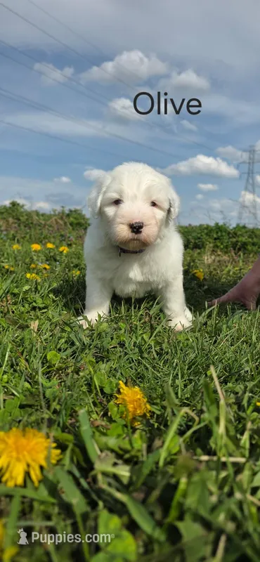 Olive – Old English Sheepdog puppy for sale in Wooster, OH