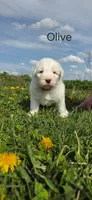 Olive, a female Old English Sheepdog for sale in Wooster, OH – Photo 1 of 2