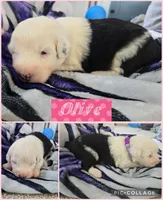 Olive, a female Old English Sheepdog for sale in Wooster, OH – Photo 2 of 2