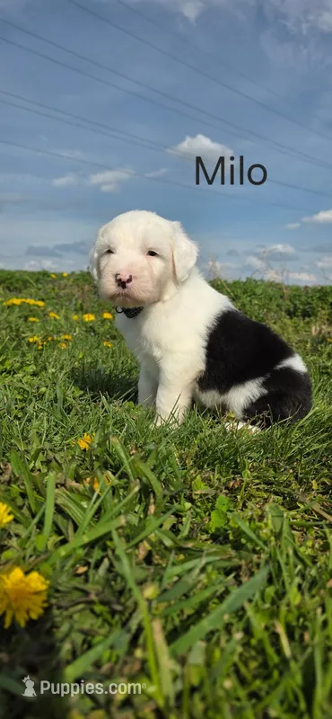 Milo – Old English Sheepdog puppy for sale in Wooster, OH