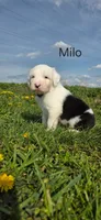 Milo, a male Old English Sheepdog for sale in Wooster, OH – Photo 1 of 2