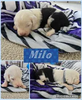 Milo, a male Old English Sheepdog for sale in Wooster, OH – Photo 2 of 2
