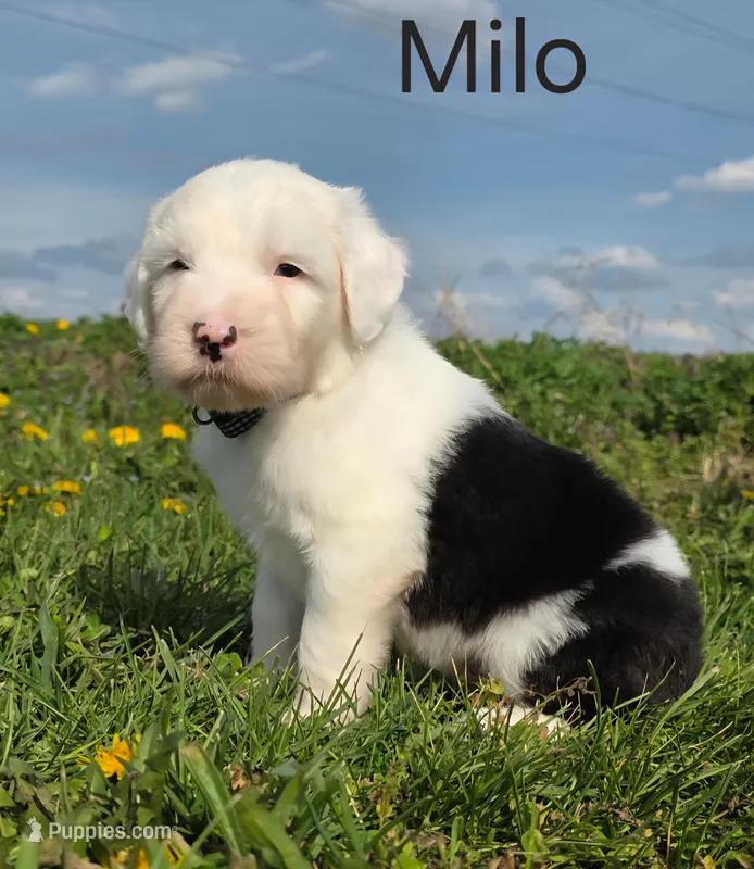 Milo – Old English Sheepdog puppy for sale in Wooster, OH