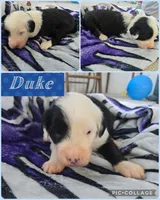 Duke, a male Old English Sheepdog for sale in Wooster, OH – Photo 2 of 2
