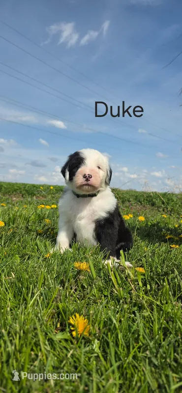 Duke – Old English Sheepdog puppy for sale in Wooster, OH
