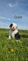 Duke, a male Old English Sheepdog for sale in Wooster, OH – Photo 1 of 2