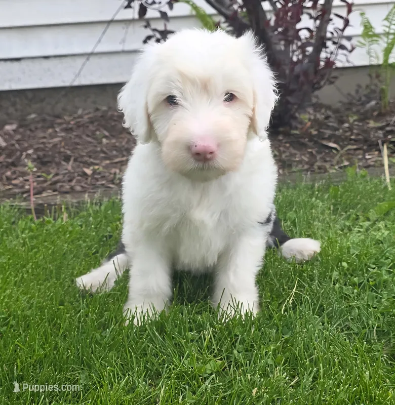 Daisy – Old English Sheepdog puppy for sale in Wooster, OH