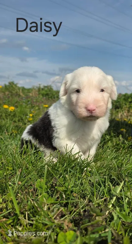 Daisy – Old English Sheepdog puppy for sale in Wooster, OH