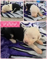 Willow, a female Old English Sheepdog for sale in Wooster, OH – Photo 2 of 2