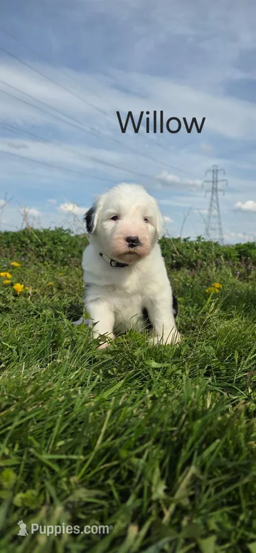 Willow, a female Old English Sheepdog for sale in Wooster, OH – Photo 1 of 2