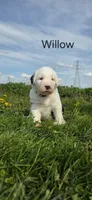 Willow, a female Old English Sheepdog for sale in Wooster, OH – Photo 1 of 2