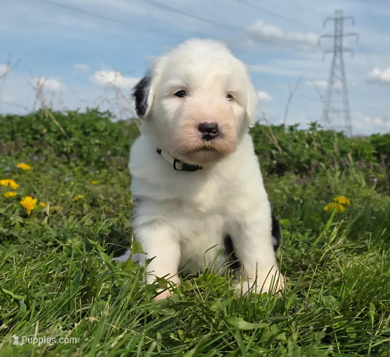 Willow – Old English Sheepdog puppy for sale in Wooster, OH