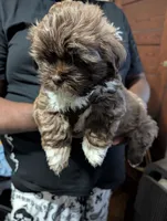Mr Brown, a male Shih Tzu for sale in Rochester, NY – 6 of 7