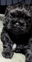 Mr Gilmore, a male Shih Tzu for sale in Rochester, NY – 5 of 5