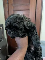 Mr Gilmore, a male Shih Tzu for sale in Rochester, NY – 5 of 6