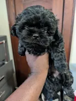 Mr Gilmore, a male Shih Tzu for sale in Rochester, NY – 6 of 6