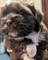 Mr Brown, a male Shih Tzu for sale in Rochester, NY – 2 of 4
