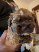 Mr Brown, a male Shih Tzu for sale in Rochester, NY – 3 of 4