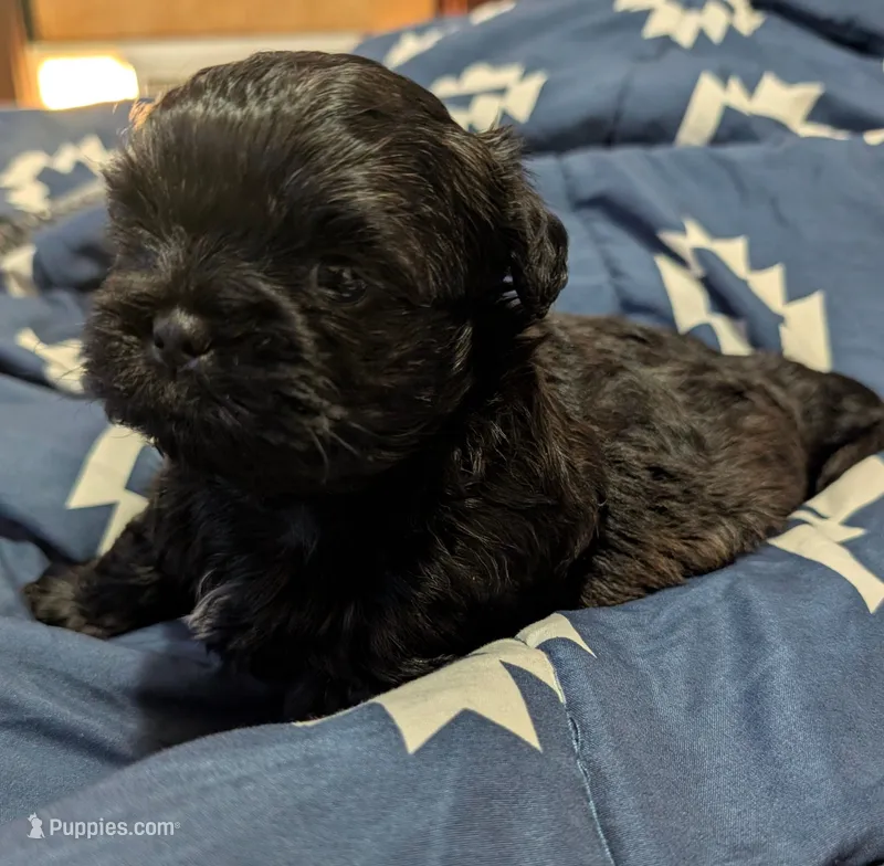 Mr Gilmore – Shih Tzu puppy for sale in Rochester, NY