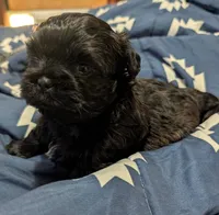 Mr Gilmore, a male Shih Tzu for sale in Rochester, NY – 1 of 5