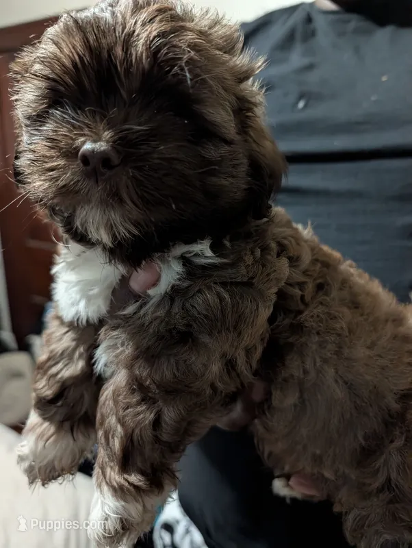 Mr Brown – Shih Tzu puppy for sale in Rochester, NY
