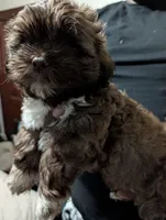 Mr Brown, a male Shih Tzu for sale in Rochester, NY – 1 of 4