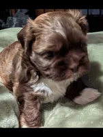 Mr Brown, a male Shih Tzu for sale in Rochester, NY – 4 of 4