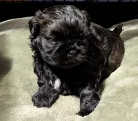 Mr Gilmore, a male Shih Tzu for sale in Rochester, NY – 3 of 5