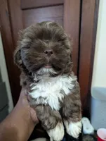 Mr Brown, a male Shih Tzu for sale in Rochester, NY – 5 of 7