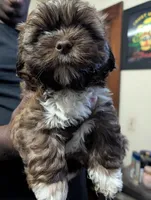 Mr Brown, a male Shih Tzu for sale in Rochester, NY – 7 of 7